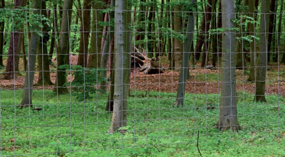 Grillage soudé lourd pour grands espaces et chasse